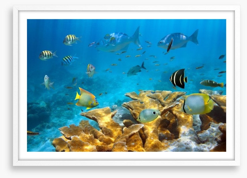 Elkhorn coral life