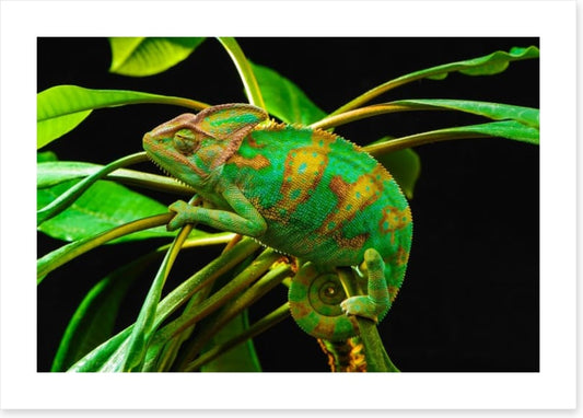 Reptiles / Amphibian