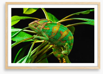 Reptiles / Amphibian