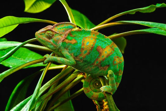 Reptiles / Amphibian