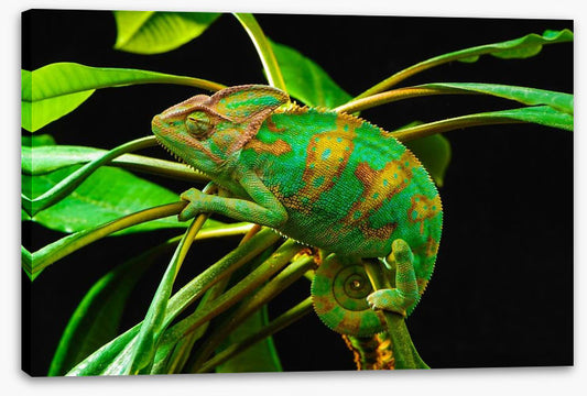 Reptiles / Amphibian