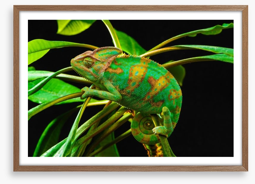 Reptiles / Amphibian