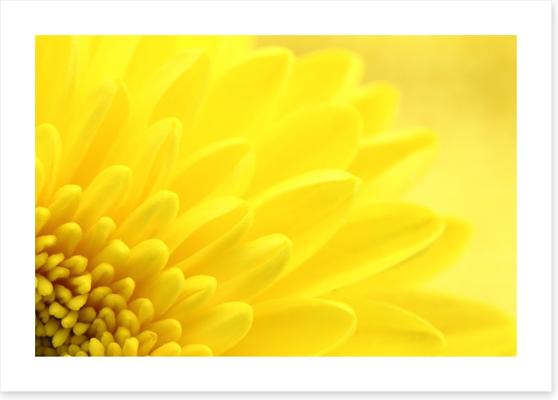 Yellow chrysanthemum petals