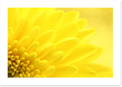 Yellow chrysanthemum petals