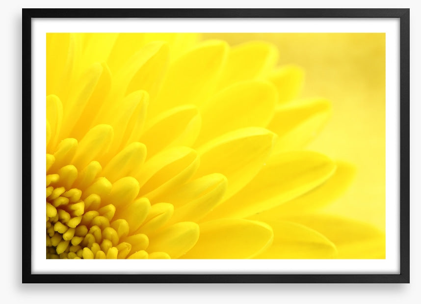 Yellow chrysanthemum petals