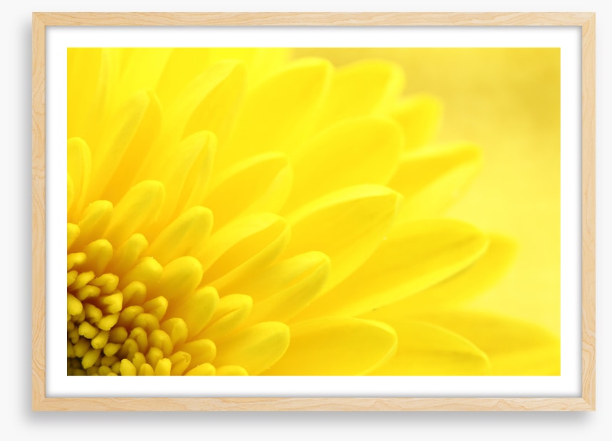 Yellow chrysanthemum petals