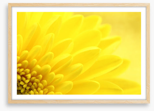 Yellow chrysanthemum petals