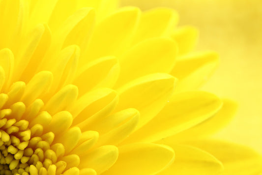 Yellow chrysanthemum petals