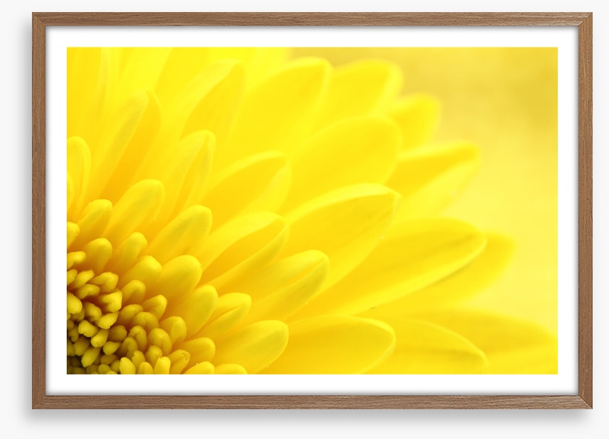 Yellow chrysanthemum petals
