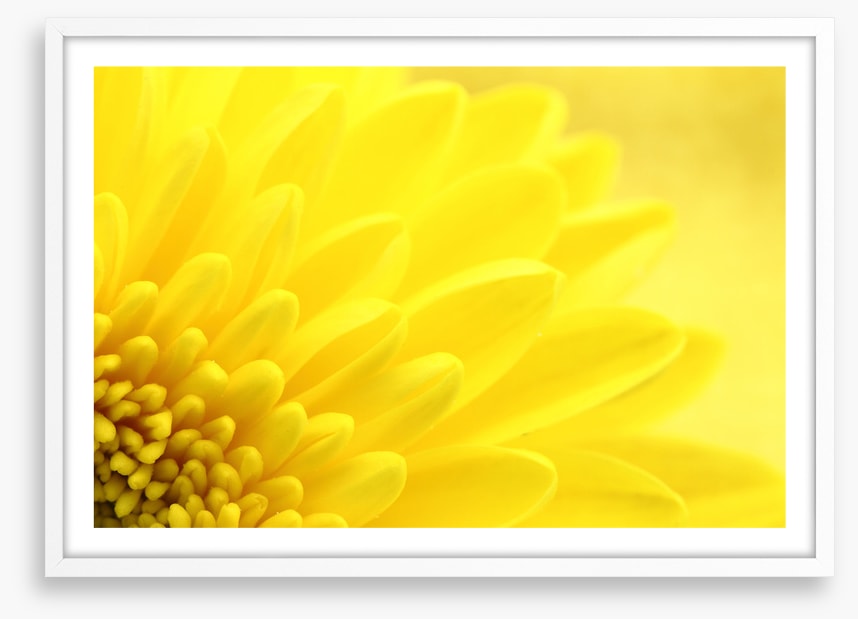 Yellow chrysanthemum petals