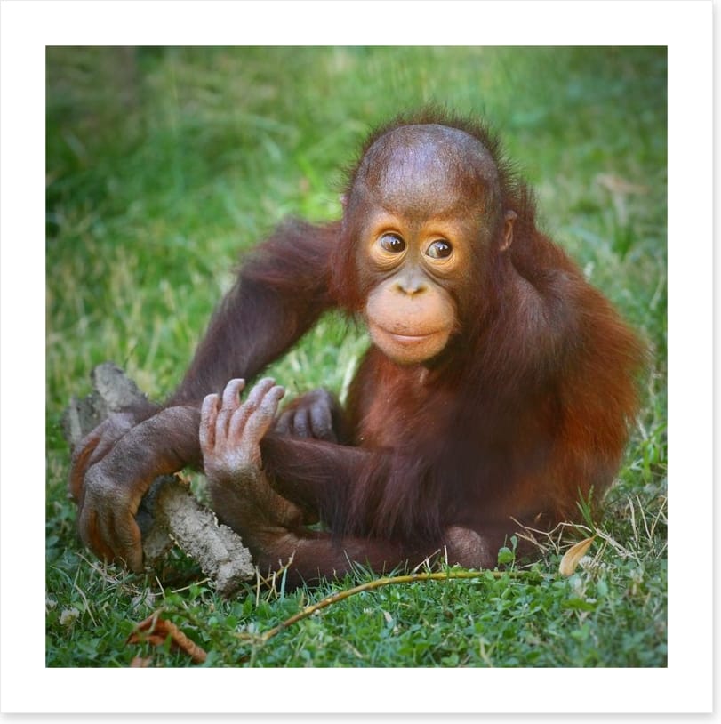 Orangutan baby