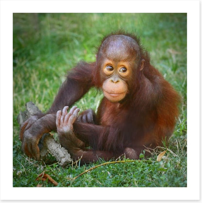 Orangutan baby