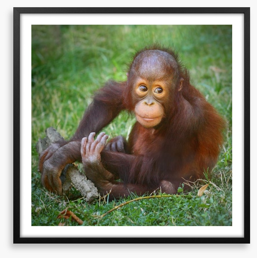 Orangutan baby