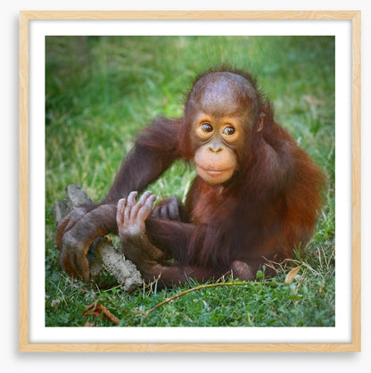 Orangutan baby