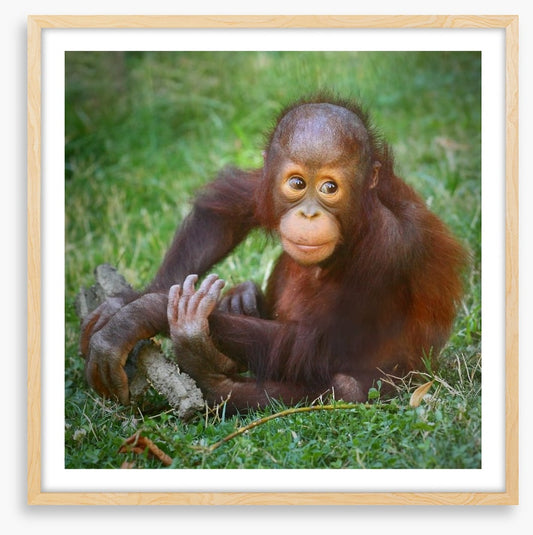 Orangutan baby