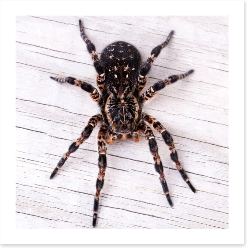Insects