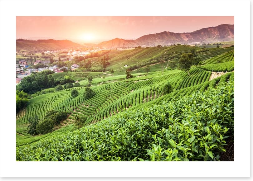 Green tea garden