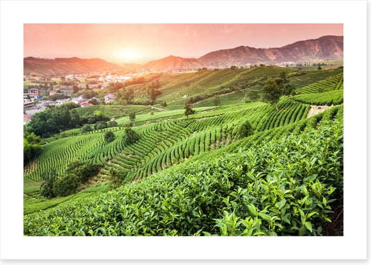 Green tea garden