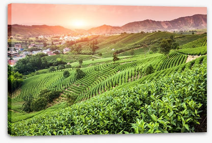 Green tea garden