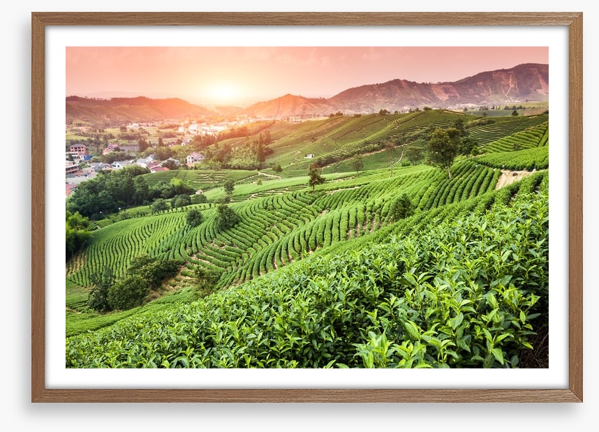 Green tea garden