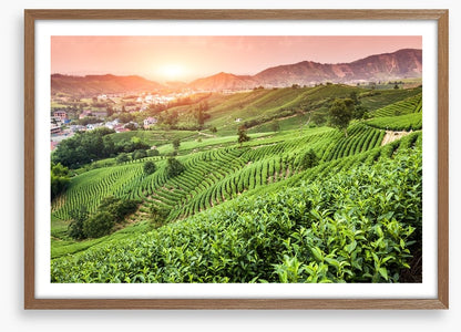 Green tea garden