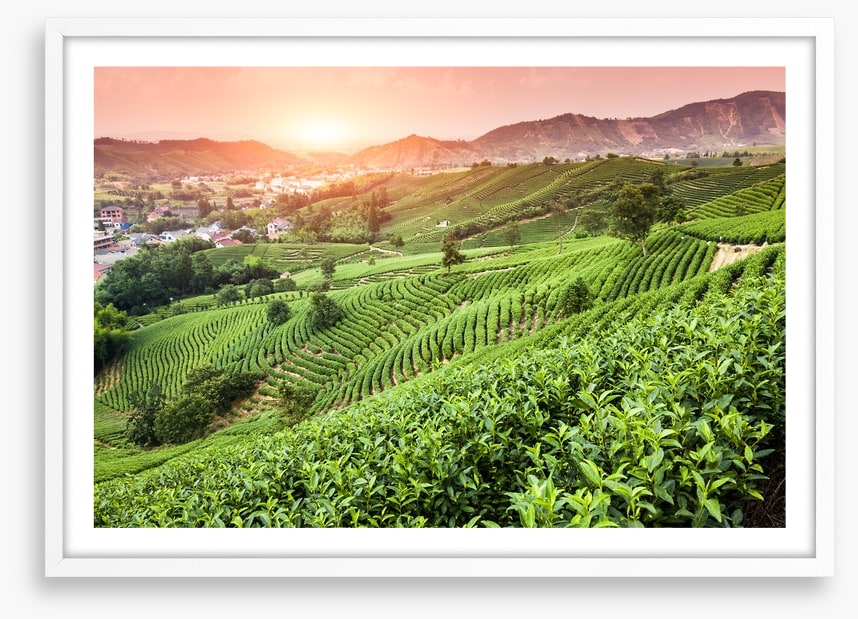 Green tea garden