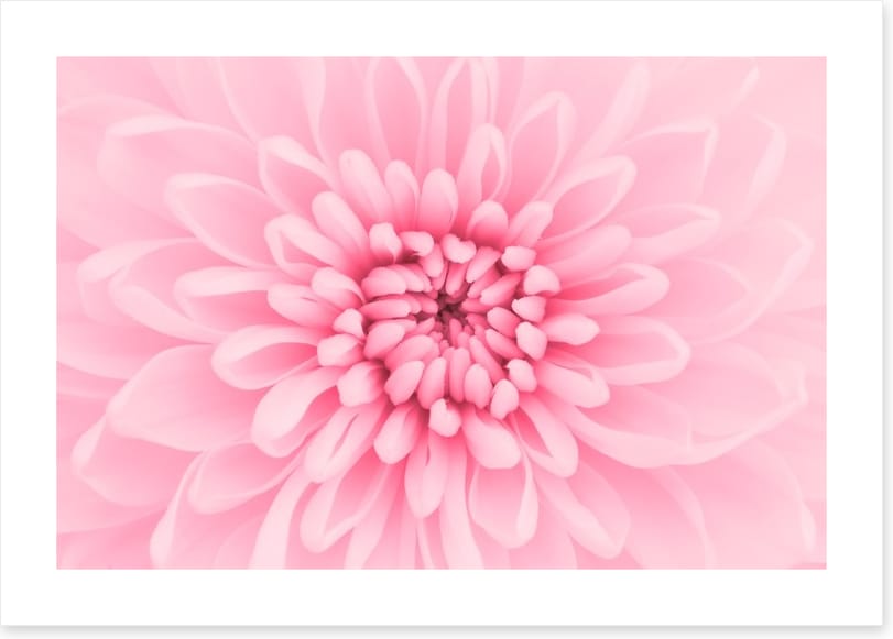 Pink chrysanthemum petals