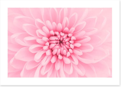 Pink chrysanthemum petals