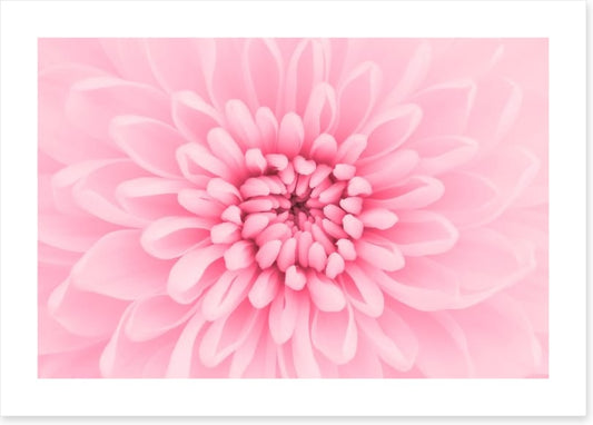 Pink chrysanthemum petals