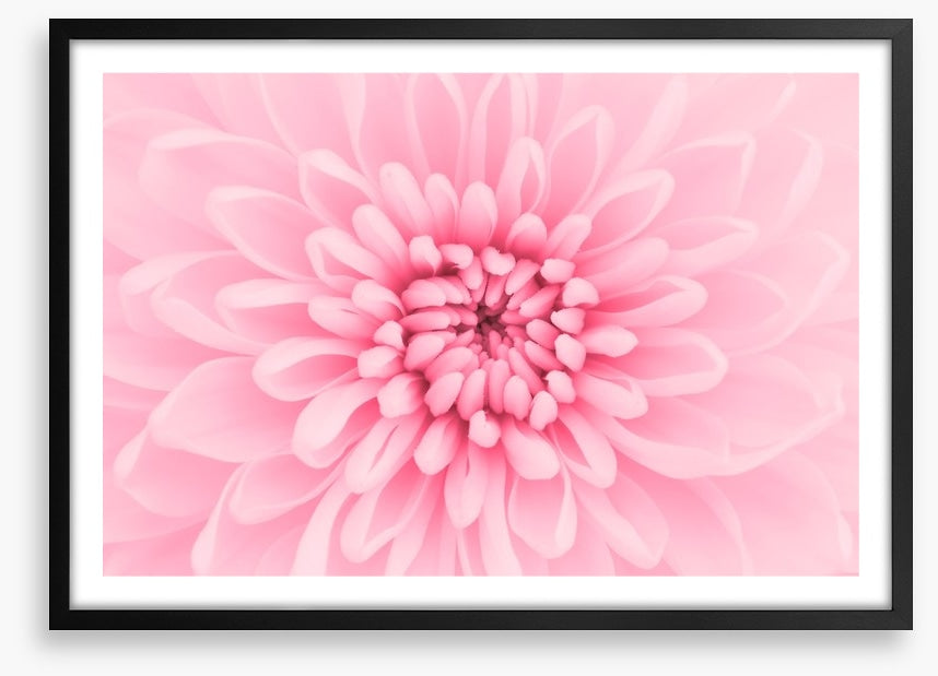 Pink chrysanthemum petals