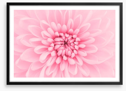 Pink chrysanthemum petals