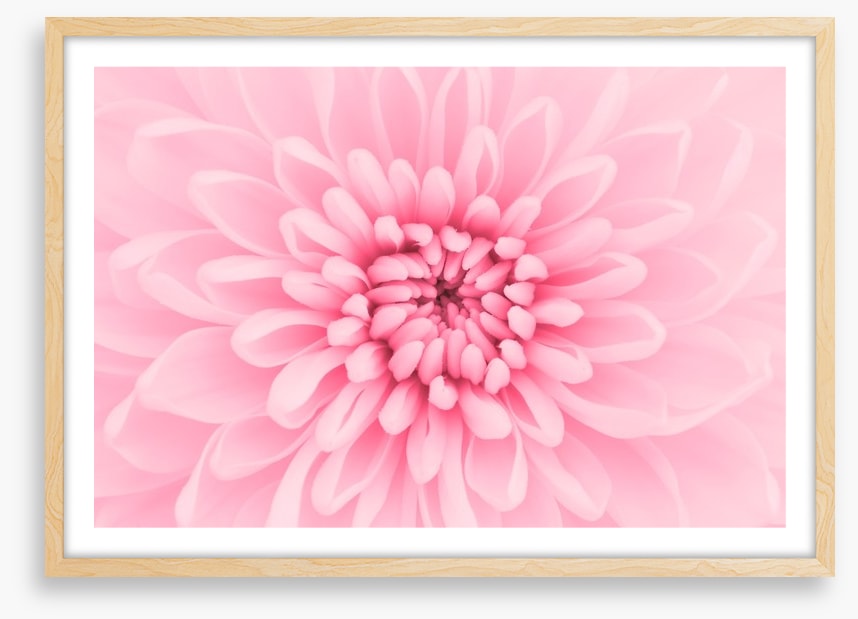 Pink chrysanthemum petals