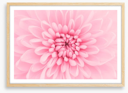 Pink chrysanthemum petals