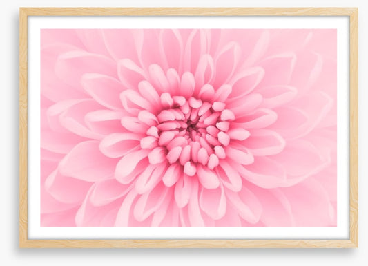 Pink chrysanthemum petals