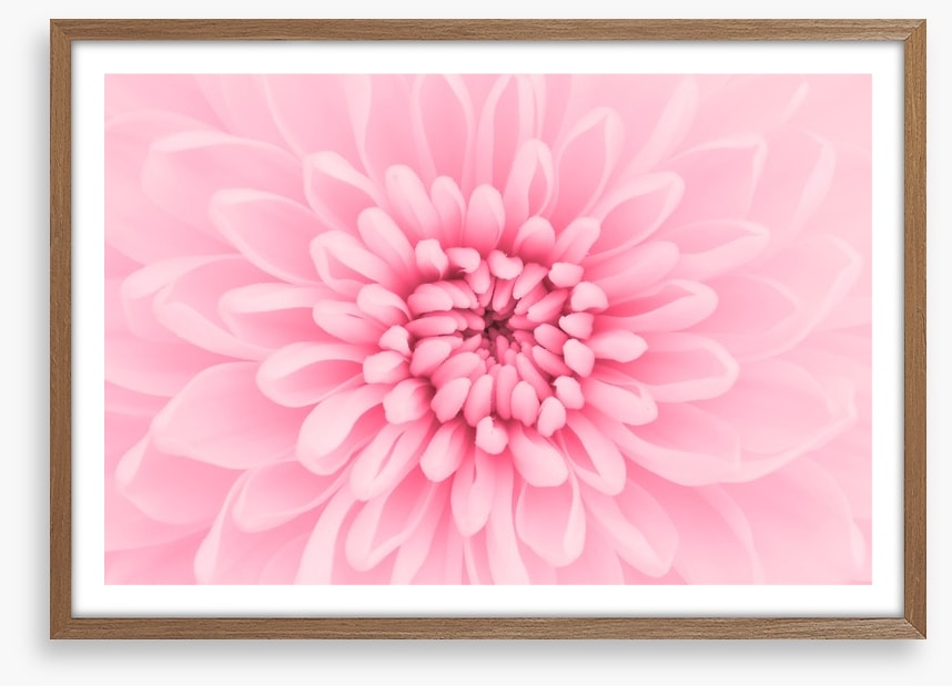Pink chrysanthemum petals