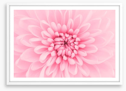 Pink chrysanthemum petals