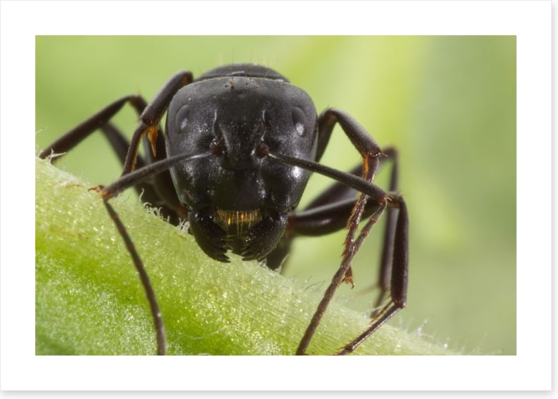 Insects