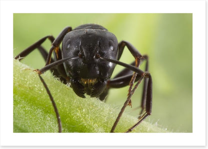 Insects