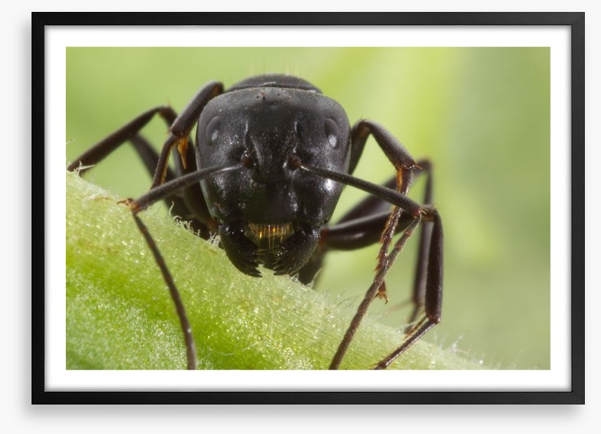 Insects