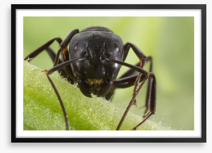 Insects