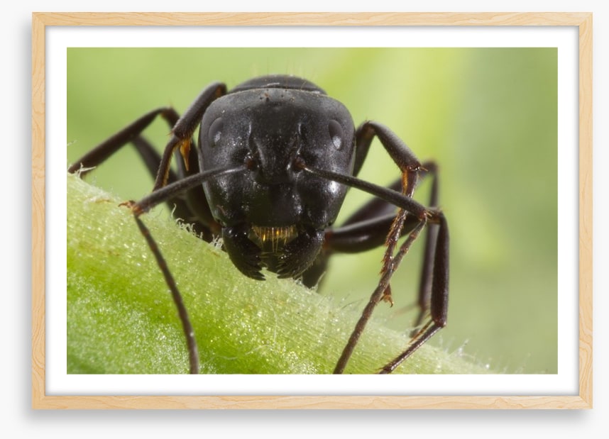 Insects