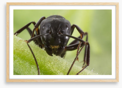 Insects