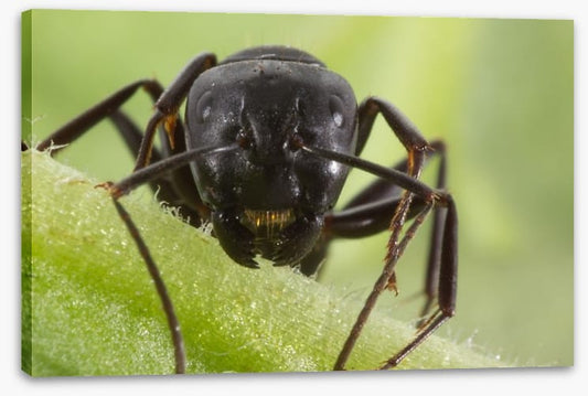 Insects