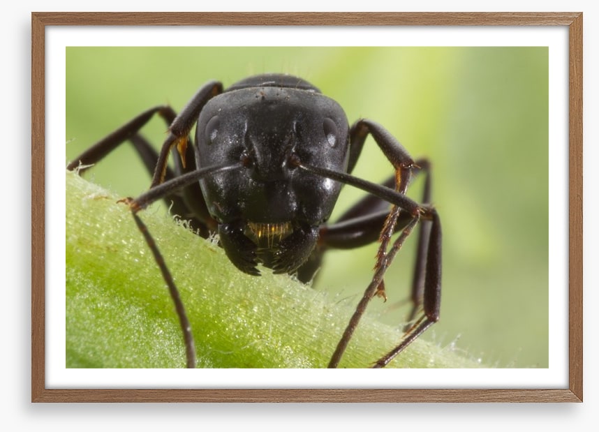 Insects