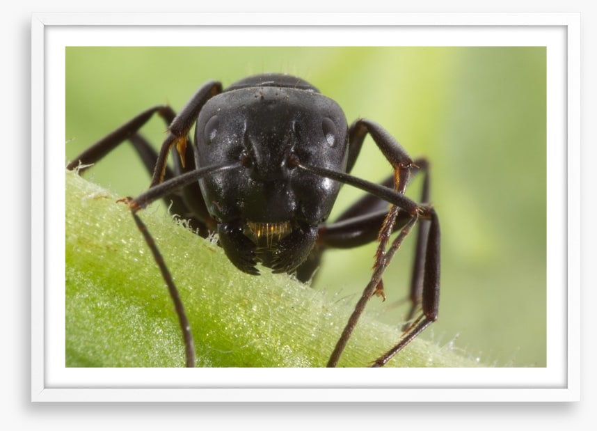 Insects