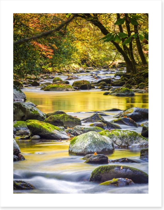 Forest flow