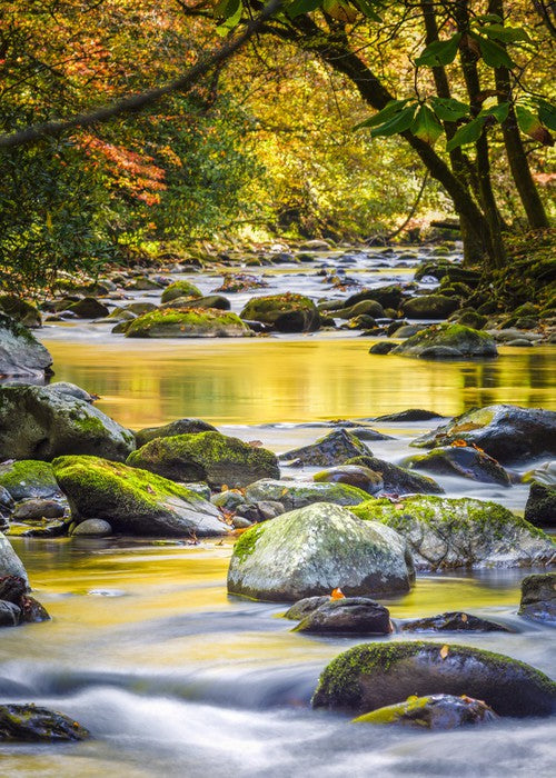 Forest flow