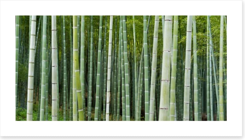 Bamboozled
