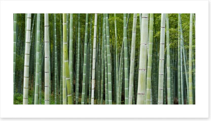 Bamboozled