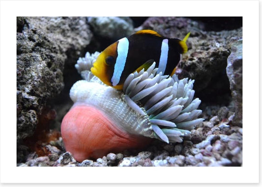 Fish / Aquatic